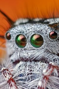 Preview wallpaper spider, eyes, hairy, beautiful