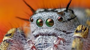 Preview wallpaper spider, eyes, hairy, beautiful