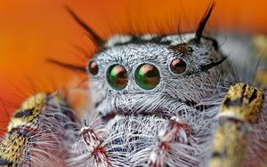 Preview wallpaper spider, eyes, hairy, beautiful