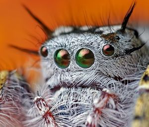 Preview wallpaper spider, eyes, hairy, beautiful