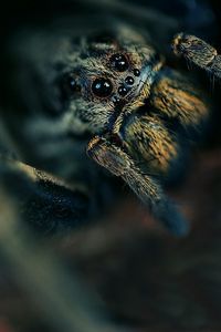 Preview wallpaper spider, eyes, hide, dark