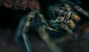 Preview wallpaper spider, eyes, hide, dark