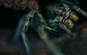 Preview wallpaper spider, eyes, hide, dark