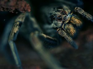 Preview wallpaper spider, eyes, hide, dark