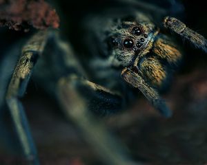 Preview wallpaper spider, eyes, hide, dark