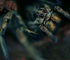 Preview wallpaper spider, eyes, hide, dark