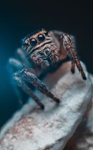 Preview wallpaper spider, eyes, insect