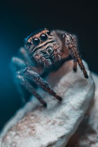 Preview wallpaper spider, eyes, insect