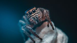 Preview wallpaper spider, eyes, insect