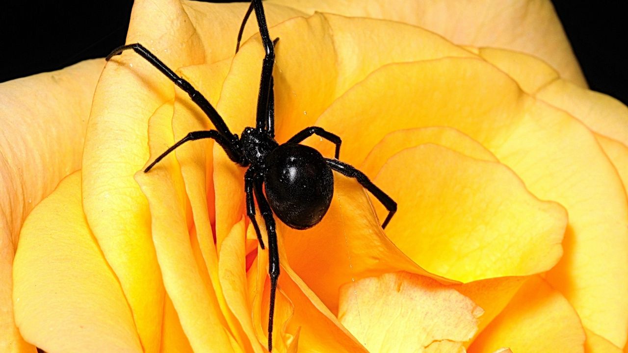 Wallpaper spider, flower, petals, climbing