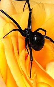 Preview wallpaper spider, flower, petals, climbing