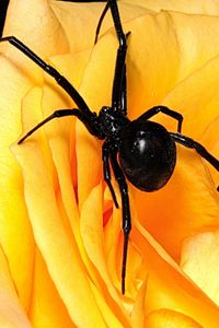 Preview wallpaper spider, flower, petals, climbing