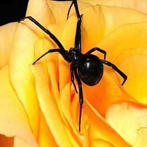 Preview wallpaper spider, flower, petals, climbing