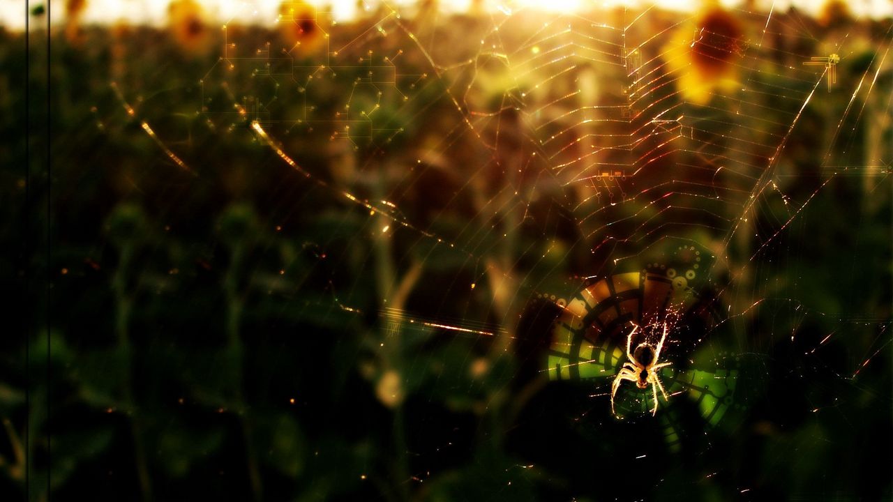Wallpaper spider, flowers, light, web