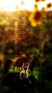 Preview wallpaper spider, flowers, light, web