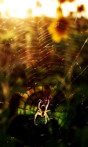 Preview wallpaper spider, flowers, light, web