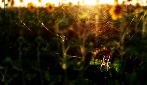 Preview wallpaper spider, flowers, light, web