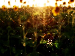 Preview wallpaper spider, flowers, light, web