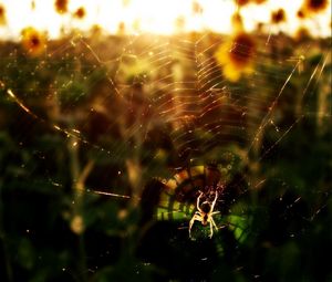 Preview wallpaper spider, flowers, light, web