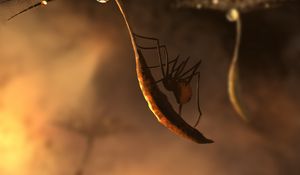 Preview wallpaper spider, fluff, drop, macro, art