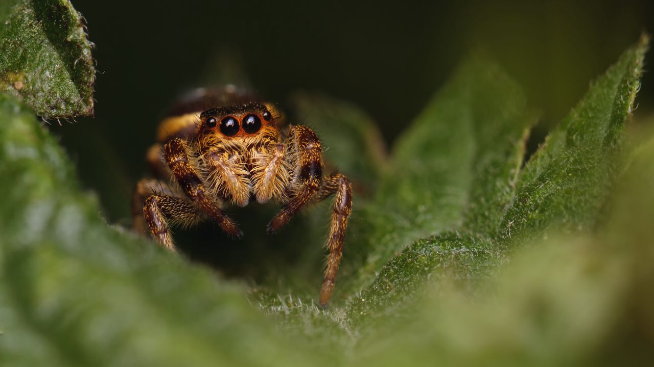 Wallpaper spider, fluffy, macro