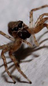 Preview wallpaper spider, insect, climb, feet