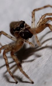 Preview wallpaper spider, insect, climb, feet