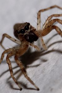 Preview wallpaper spider, insect, climb, feet