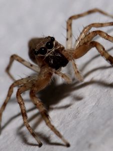 Preview wallpaper spider, insect, climb, feet