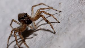 Preview wallpaper spider, insect, climb, feet