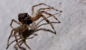 Preview wallpaper spider, insect, climb, feet