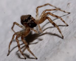 Preview wallpaper spider, insect, climb, feet