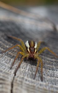 Preview wallpaper spider, insect, close-up