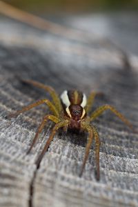 Preview wallpaper spider, insect, close-up