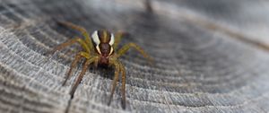 Preview wallpaper spider, insect, close-up