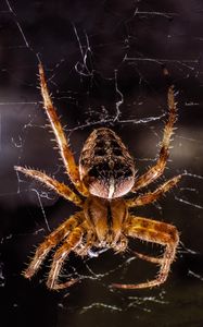 Preview wallpaper spider, insect, close-up, web, paws