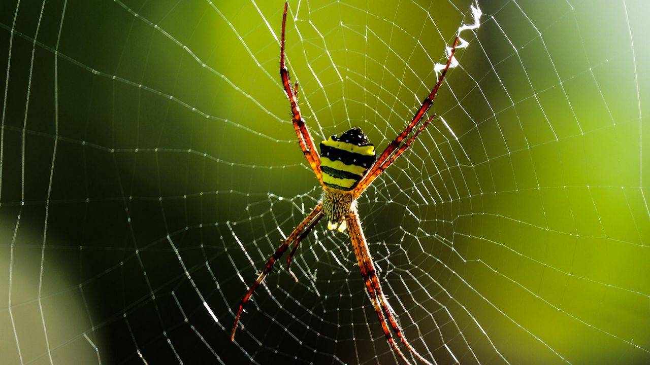 Wallpaper spider, insect, cobweb, macro