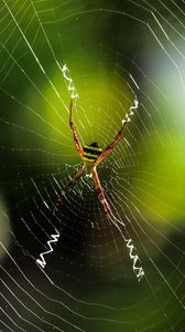 Preview wallpaper spider, insect, cobweb, macro