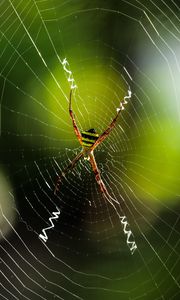 Preview wallpaper spider, insect, cobweb, macro