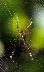 Preview wallpaper spider, insect, cobweb, macro