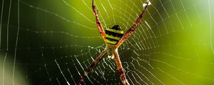 Preview wallpaper spider, insect, cobweb, macro