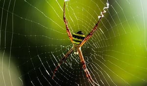 Preview wallpaper spider, insect, cobweb, macro