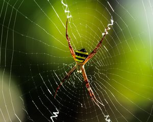 Preview wallpaper spider, insect, cobweb, macro