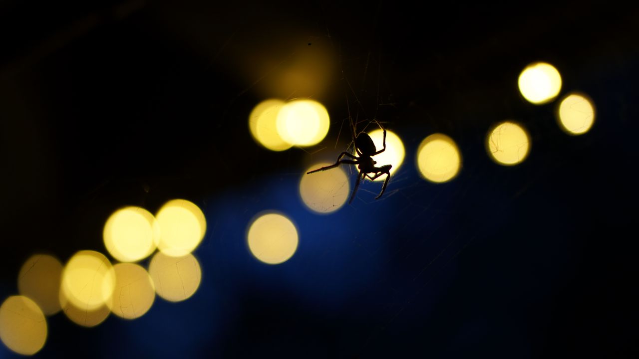 Wallpaper spider, insect, cobweb, glare, dark
