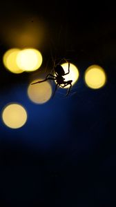 Preview wallpaper spider, insect, cobweb, glare, dark