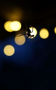 Preview wallpaper spider, insect, cobweb, glare, dark