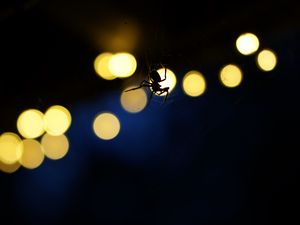 Preview wallpaper spider, insect, cobweb, glare, dark