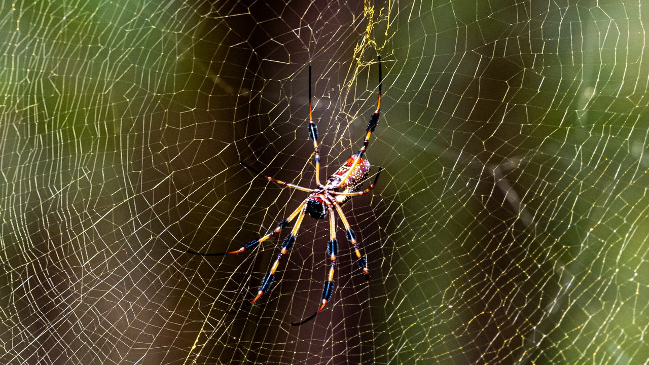 Wallpaper spider, insect, cobweb, threads, macro