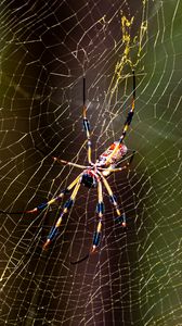 Preview wallpaper spider, insect, cobweb, threads, macro
