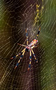 Preview wallpaper spider, insect, cobweb, threads, macro